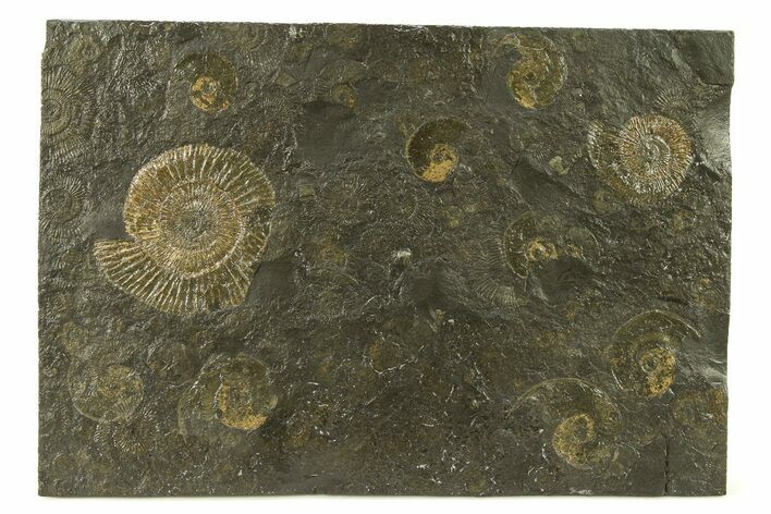 Fossil Ammonite Cluster - Posidonia Shale, Germany #301415